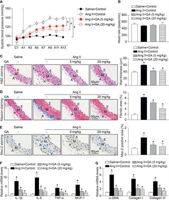 Gallic Acid Attenuates Angiotensin II-Induced Hypertension and Vascular Dysfunction by Inhibiting the Degradation of Endothelial Nitric Oxide Synthase